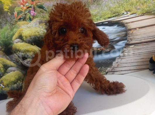 Çok Tatlı 5 Aylık Dişi Poodle görsel