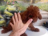 Çok Tatlı 5 Aylık Dişi poodle
