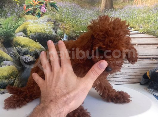 Çok Tatlı 5 Aylık Dişi Poodle
