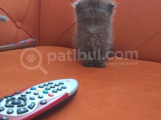 Ballı Yavrular görsel