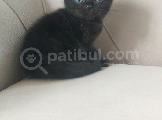 Ballı Yavrular görsel