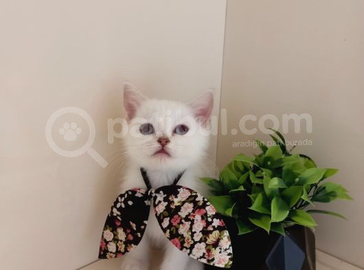 Boncuk Gözlü Minnoş Kızım görsel