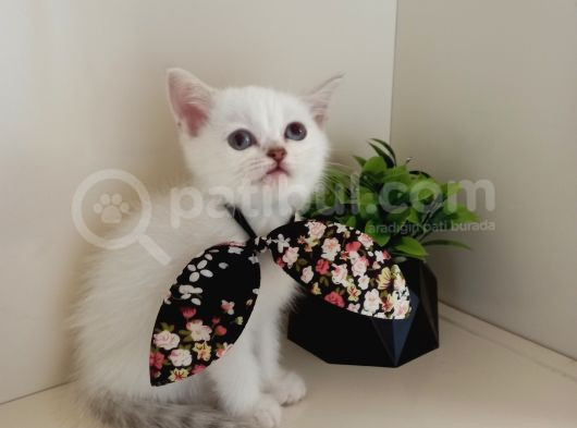Boncuk Gözlü Minnoş Kızım görsel