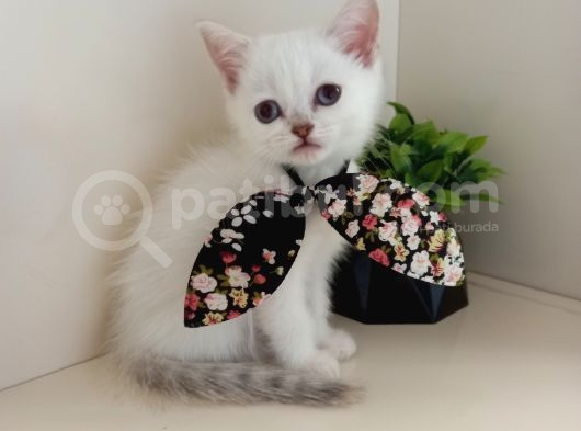 Boncuk Gözlü Minnoş Kızım görsel