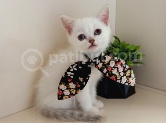 Boncuk Gözlü Minnoş Kızım görsel