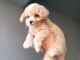 Acil Cok Uygun Toy Poodle