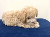 Acil Cok Uygun Toy Poodle