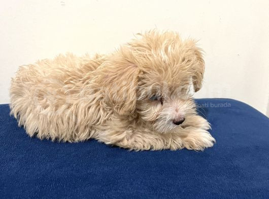 Acil Cok Uygun Toy Poodle görsel