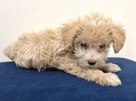Acil Cok Uygun Toy Poodle görsel