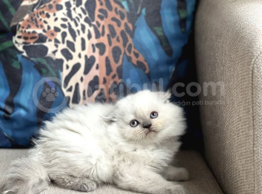 Üst Düzey Scotti̇sh Fold Blue Poi̇nt Longhai̇r görsel