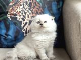 ÜST DÜZEY SCOTTİSH FOLD BLUE POİNT LONGHAİR