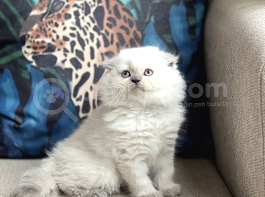 Üst Düzey Scotti̇sh Fold Blue Poi̇nt Longhai̇r