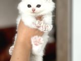 Aşiri Güzel Yeşi̇l Göz Bri̇ti̇sh Longhai̇r Yavrum