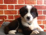 Muhteşem Border Collie Yavrular