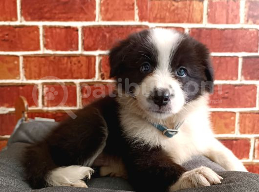 Muhteşem Border Collie Yavrular görsel