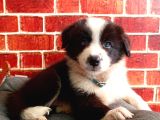 Muhteşem Border Collie Yavrular