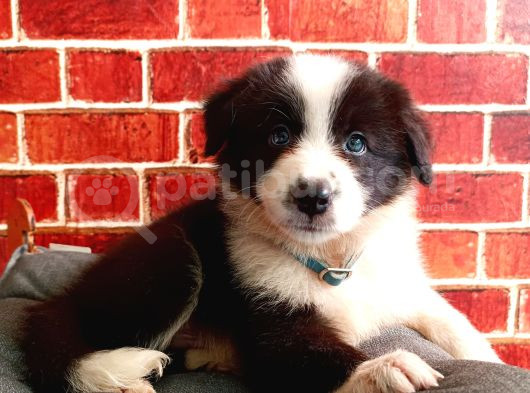 Muhteşem Border Collie Yavrular