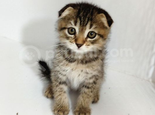 Golden Scotti̇sh Fold Taby Yavrumuz Tesli̇me Hazirdir