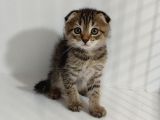 Golden Scotti̇sh Fold Taby Yavrumuz Tesli̇me Hazirdir