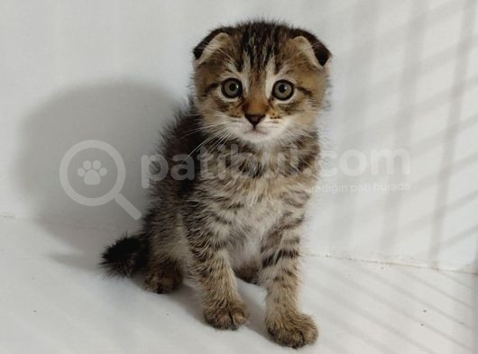 Golden Scotti̇sh Fold Taby Yavrumuz Tesli̇me Hazirdir görsel