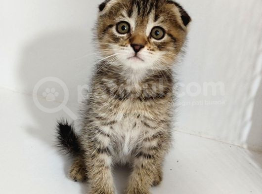 Golden Scotti̇sh Fold Taby Yavrumuz Tesli̇me Hazirdir görsel