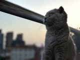 6 Aylık Scottish Fold Dişi Tüm Aşıları Kimliği Tamam