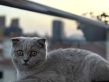 6 Aylık Scottish Fold Dişi Tüm Aşıları Kimliği Tamam