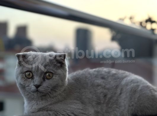 6 Aylık Scottish Fold Dişi Tüm Aşıları Kimliği Tamam görsel