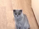 6 Aylık Scottish Fold Dişi Tüm Aşıları Kimliği Tamam