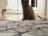 6 Aylık Scottish Fold Dişi Tüm Aşıları Kimliği Tamam