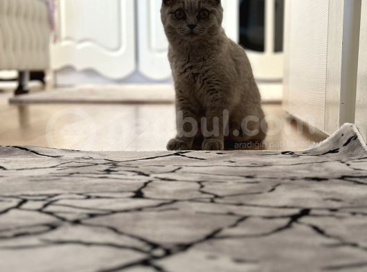 6 Aylık Scottish Fold Dişi Tüm Aşıları Kimliği Tamam görsel