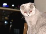 6 aylık scottish Fold Dişi tüm aşıları kimliği tamam