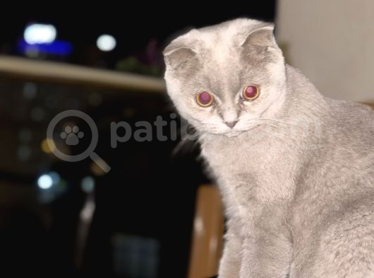 6 Aylık Scottish Fold Dişi Tüm Aşıları Kimliği Tamam
