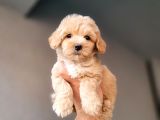 Acil cok uygun Toy poodle