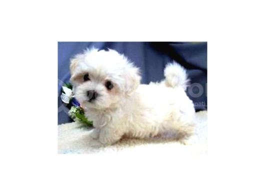 Maltesse Terrier Cinsi Mini Boy Puppy Kar Beyaz  görsel