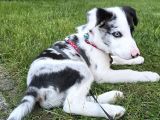 Safkan Border Collie Blue Merle 3 Aylık Yavru