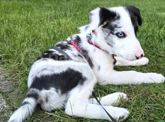 Safkan Border Collie Blue Merle 3 Aylık Yavru görsel