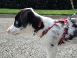 Safkan Border Collie Blue Merle 3 Aylık Yavru