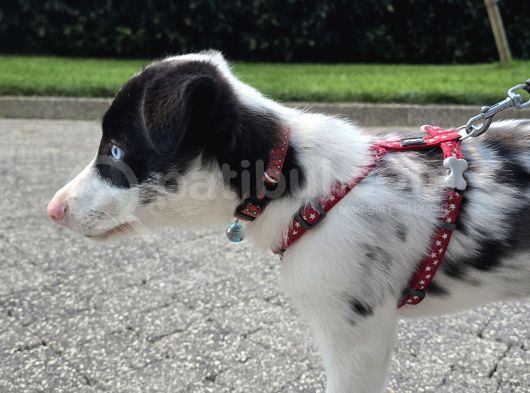 Safkan Border Collie Blue Merle 3 Aylık Yavru görsel