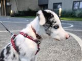 Safkan Border Collie Blue Merle 3 Aylık Yavru