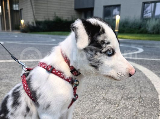 Safkan Border Collie Blue Merle 3 Aylık Yavru görsel
