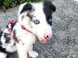 Safkan Border Collie Blue Merle 3 Aylık Yavru