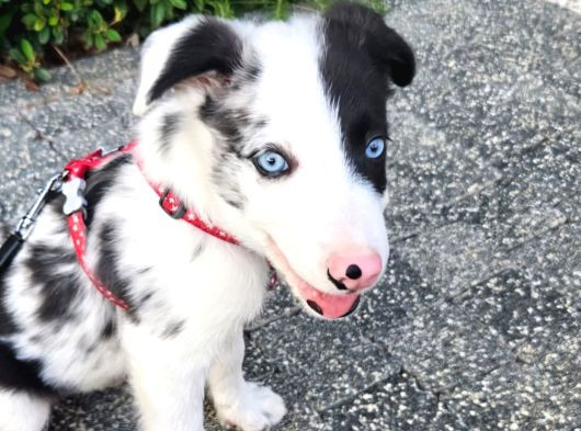 Safkan Border Collie Blue Merle 3 Aylık Yavru görsel