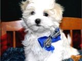 Maltesse terrier cinsi mini Boy Puppy Kar beyaz 