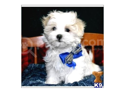 Maltesse Terrier Cinsi Mini Boy Puppy Kar Beyaz 