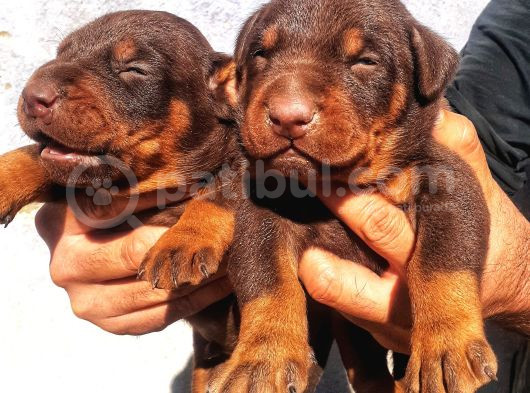 İri Yapılı Doberman Yavrular görsel