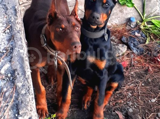 İri Yapılı Doberman Yavrular