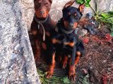 İri Yapılı Doberman Yavrular