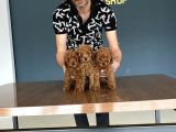 WC EGİİTİMLİ TOY POODLE YAVRULARI MAĞAZAMIZDA CANLI GÖRÜN