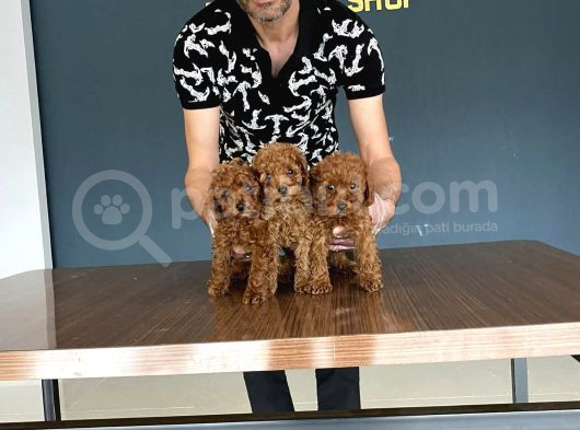 Wc Egi̇i̇ti̇mli̇ Toy Poodle Yavrulari Mağazamizda Canli Görün